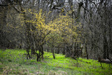 Fototapeta Konie - Springtime in the forest, Zobor, Slovakia, seasonal natural scene