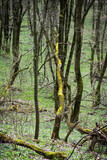 Fototapeta Konie - Springtime in the forest, Zobor, Slovakia, seasonal natural scene