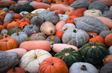 Fototapeta Dmuchawce - Heirloom pumpkins and squashes