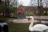 Fototapeta  - Cisne en Brujas, Bélgica