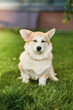 Welsh Corgi Pembroke dog sits on a manicured green lawn in a park in summer. High quality photo