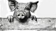   A monochrome depiction of a pig peering over a wooden fence, paper in hand
