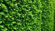background of leaves, A close-up of a verdant hedge or wall of green leaves, serving as a lush backdrop. Soft bushes and vibrant foliage create a tranquil green wallpaper background.