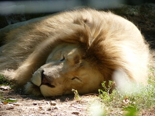 Poster - Gros plan sur un lion