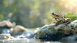 A contemplative toad perched on a weathered stone beside a babbling brook, with copy space and a softly blurred background highlighting the tranquil scene
