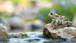 A contemplative toad perched on a weathered stone beside a babbling brook, with copy space and a softly blurred background highlighting the tranquil scene