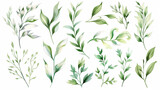 Fototapeta Sypialnia - Watercolor floral illustration set - green leaf branches collection