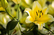 A yellow flower with a black center is in a field of green leaves. The flower is the main focus of the image, and it is the most vibrant and eye-catching element in the scene