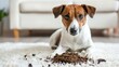 Cute Dog next to a pile of soil on white carpet with a guilty look. Puppy made a mess on plush rug. Concept of mischievous pet, domestic animals, home mess, pet training, playful mischief.