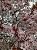 Fototapeta Most - Spring tree flowering. Pink flowers on blooming tree. Slovakia