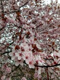 Fototapeta Most - Spring tree flowering. Pink flowers on blooming tree. Slovakia