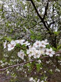 Fototapeta Most - Spring tree flowering. White blooming tree. Slovakia