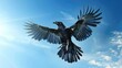 Flight of the Young Common Raven: Majestic Bird Soaring in Blue Sky with Outstretched Wings and Tail