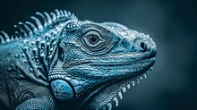 Realistic Portrait Of An Iguana. Close-up Of A Large Herbivorous Lizard In Monochrome Style. Illustration For Cover, Card, Postcard, Interior Design, Banner, Poster, Brochure Or Presentation.