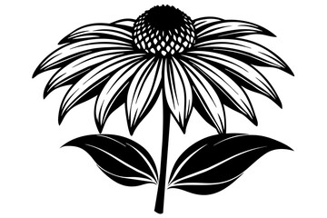 Wall Mural - coneflower silhouette vector illustration