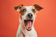 Dog looking surprised, reacting amazed, impressed or scared over solid pink background