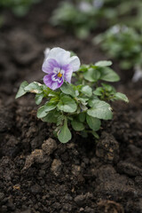 Wall Mural - Light purple large violet flower.