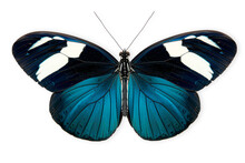 Beautiful Blue Doris Longwing Butterfly Isolated On A White Background With Clipping Path