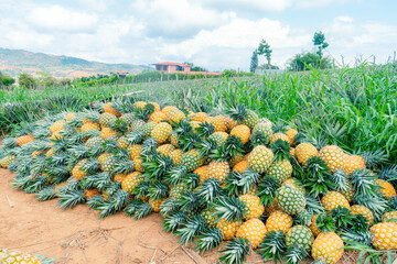 collection of freshly harvested ripe pineapple variety gold honey (Ananas comosus)collection of freshly harvested ripe pineapple variety gold honey (Ananas comosus)