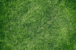 Close-up of a lush green field of grass.