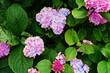 Close-up of a cluster of pink hydrangea flowers in full bloom.