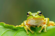 A vibrant green frog perched on a leaf.