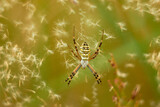 Fototapeta Tulipany - Argiope bruennichi is a bright spider from the Coleoptera family, with a striped yellow-black-white abdomen.
