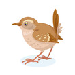 Funny wren bird. Isolated on white background. Vector flat illustration.