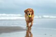 Adorable purebred pet dog with tennis ball in mouth looking at camera while running with reflection on wet sandy beach near blurred waving sea