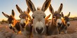 Group of donkeys at sunset