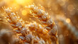 Dew drops on a gold ripe wheat ear close-up macro in sunlight. Generative Ai