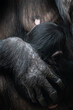 © lapis2380 - A chimpanzee's hand protects a cub.