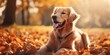 Golden Retriever dog in autumn park. Golden Retriever in sunny day