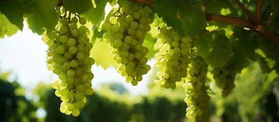 Canvas Print - An abundant cluster of ripe grapes, suspended from a healthy grapevine in a vineyard, showcasing nature's bounty