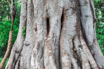 Banyan tree in the forest. Tropical tree with very large trunk. Wood details background