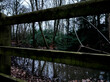 Enchanting Woodland Haven: Babbling Stream Meanders Through Wooden Fence in Serene Forest Scene