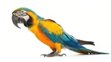 Fototapeta  - Side view of colorful macaw parrot on white background