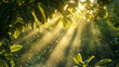 The mesmerizing dance of sunlight dappling through the leaves overhead