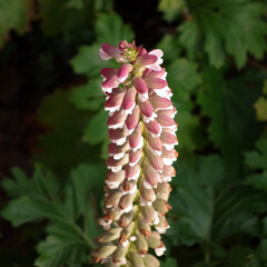 Canvas Print - Pink and white bear’s breeches acanthus flower