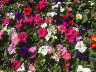 Canvas Print - Petunias in red, white, purple and pink with some Primul