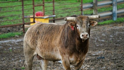 Sticker - A Rodeo Bull