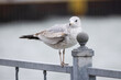 Juvenile ring-billed gull standing on a railing