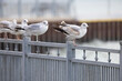 Ring-billed gulls on a railing