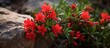 Tiny crimson flower emerging from a sturdy stone surrounded by rugged terrain and green foliage