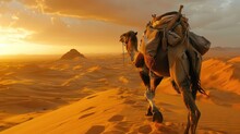Camel Trekking Through Desert, Photograph A Camel Trekking Across The Desert Landscape, Carrying Its Cargo Against A Backdrop Of Shifting Sands