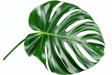 Wall Mural - Tropical green palm leaf isolated on white background, cut out nature illustration