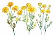 Set of vibrant yellow tansy flowers, watercolor clipart, hand-drawn wildflower illustration