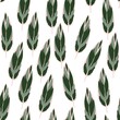 seamless pattern with maranta leaves