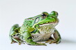 Green frog on the white background