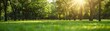 Nature Scene, lush green landscape with trees, grass, and foliage